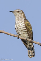 Little Bronze Cuckoo-160915-104EOS1D-F1X23309-W.jpg