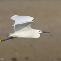 Little Egret-160819-103EOS1D-F1X26219-W.jpg