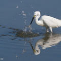 Little Egret-200830-117MSDCF-FYP00357-W.jpg