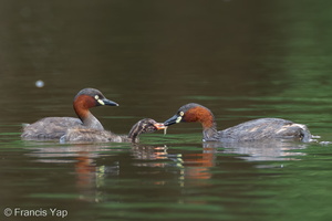 Little Grebe-110227-100EOS1D-FYAP5092-W.jpg