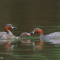 Little Grebe-110227-100EOS1D-FYAP5092-W.jpg