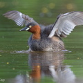 Little Grebe-121124-103EOS1D-FY1X9257-W.jpg