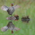 Little Grebe-170909-102ND500-FYP_3287-W.jpg