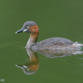 Little Grebe-171024-105ND500-FYP_2352-W.jpg