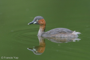 Little Grebe-171024-105ND500-FYP_2358-W.jpg