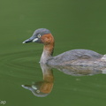 Little Grebe-171024-105ND500-FYP_2358-W.jpg