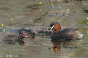 Little Grebe-251226-146FRYAP-FYA03988-W.jpg