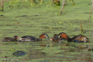Little Grebe-251230-147FRYAP-FYA01288-W.jpg