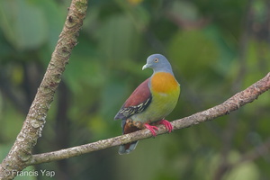 Little Green Pigeon-160316-124EOS1D-FY1X1687-W.jpg