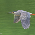 Little Heron-170510-100ND500-FYP_0479-W.jpg