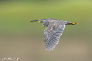 Little Heron-200829-116MSDCF-FYP08151-W.jpg