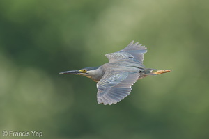 Little Heron-250817-117FRYAP-FYA08145-W.jpg