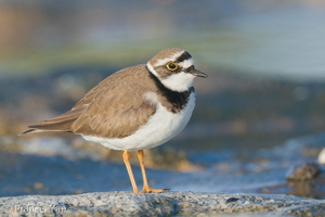 Little Ringed Plover-210213-130MSDCF-FYP07708-W.jpg