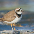 Little Ringed Plover-210213-130MSDCF-FYP07708-W.jpg
