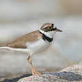 Little Ringed Plover-210213-131MSDCF-FYP01112-W.jpg