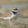 Little Ringed Plover-210214-131MSDCF-FYP01799-W.jpg