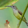 Little Spiderhunter-210103-105CANON-FY5R4393-W.jpg