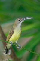 Little Spiderhunter-210130-129MSDCF-FYP07964-W.jpg