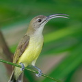 Little Spiderhunter-210130-129MSDCF-FYP07964-W.jpg