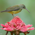 Little Spiderhunter-210704-116MSDCF-FRY00102-W.jpg