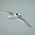 Little Tern-200913-117MSDCF-FYP07686-W.jpg