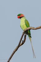 Long-tailed Parakeet-110310-100EOS1D-FYAP8763-W.jpg