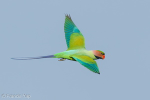 Long-tailed Parakeet-160518-100EOS1D-F1X25230-W.jpg