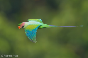 Long-tailed Parakeet-190626-118ND500-FYP_0202-W.jpg