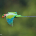 Long-tailed Parakeet-190626-118ND500-FYP_0202-W.jpg