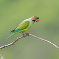 Long-tailed Parakeet-190705-118ND500-FYP_1390-W.jpg