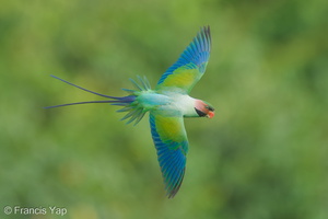 Long-tailed Parakeet-220610-148MSDCF-FYP04367-W.jpg