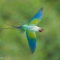 Long-tailed Parakeet-220610-148MSDCF-FYP04367-W.jpg