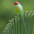 Long-tailed Parakeet-240103-212MSDCF-FYP06421-W.jpg