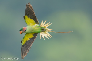 Long-tailed Parakeet-250620-112FRYAP-FYA00345-W.jpg