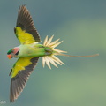 Long-tailed Parakeet-250620-112FRYAP-FYA00345-W.jpg