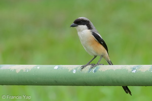 Long-tailed Shrike-100509-100EOS7D-IMG_3233-W.jpg