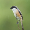 Long-tailed Shrike-161226-108EOS1D-F1X20346-W.jpg