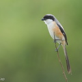 Long-tailed Shrike-161226-108EOS1D-F1X20363-W.jpg