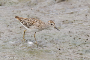 Long-toed Stint-120921-101EOS1D-FY1X7714-W.jpg