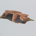 Malayan Night Heron-151218-101EOS5D-FY5S8038-W.jpg
