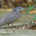 Malayan Night Heron-190417-116ND500-FYP_7830-W.jpg