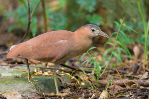 Malayan Night Heron-200209-111MSDCF-FYP08596-W.jpg