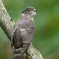 Malaysian Hawk-Cuckoo-130928-110EOS1D-FY1X3224-W.jpg