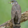 Malaysian Hawk-Cuckoo-161009-105EOS1D-F1X20515-W.jpg