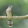 Malaysian Hawk-Cuckoo-161009-105EOS1D-F1X20696-W.jpg