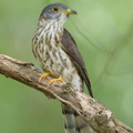 Malaysian Hawk-Cuckoo-161009-105EOS1D-F1X21654-W.jpg