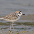 Malaysian_Plover-120815-100EOS1D-FY1X7100-W.jpg