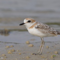 Malaysian Plover-120815-100EOS1D-FY1X7123-W.jpg