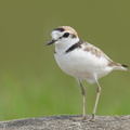 Malaysian Plover-210508-109MSDCF-FRY08897-W.jpg