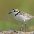 Malaysian Plover-210606-112MSDCF-FRY06105-W.jpg